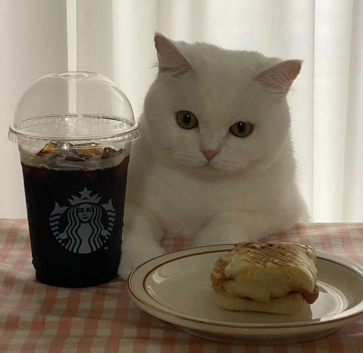 котеночек носиком клюет