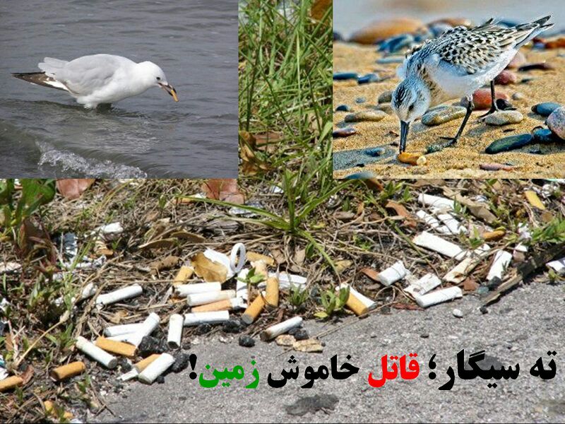 **بیشترین تعداد زباله جمع‌آوری شده از …