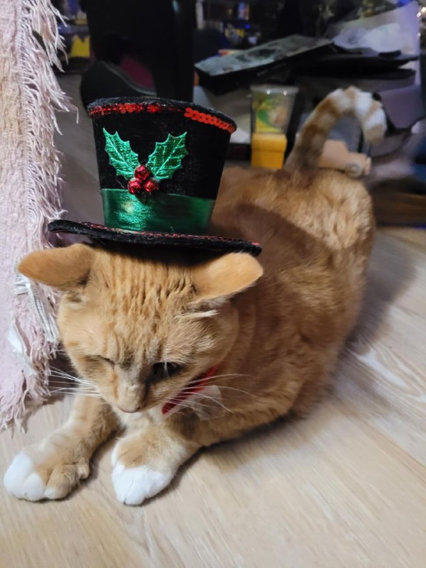 Meowdy