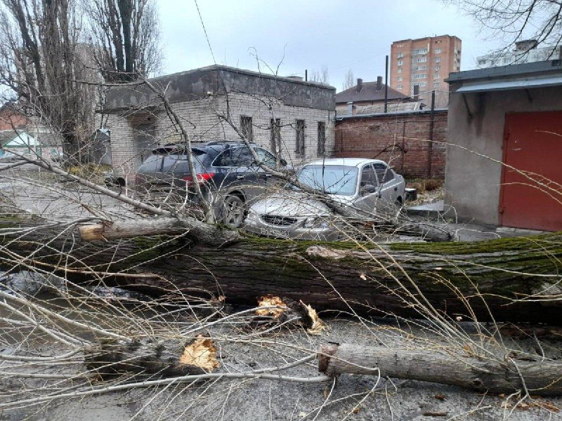 Тополь рухнул на машины в Ростове