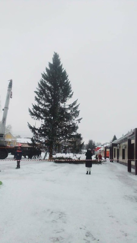 ***🎄***Живую Ель поставили в Медведево