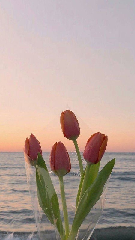 صور ورود وطبيعه 🌷💐🏞