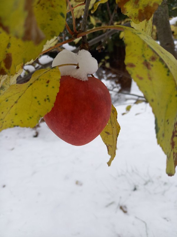 Сидродельня Трубачеевка 🍏🍎