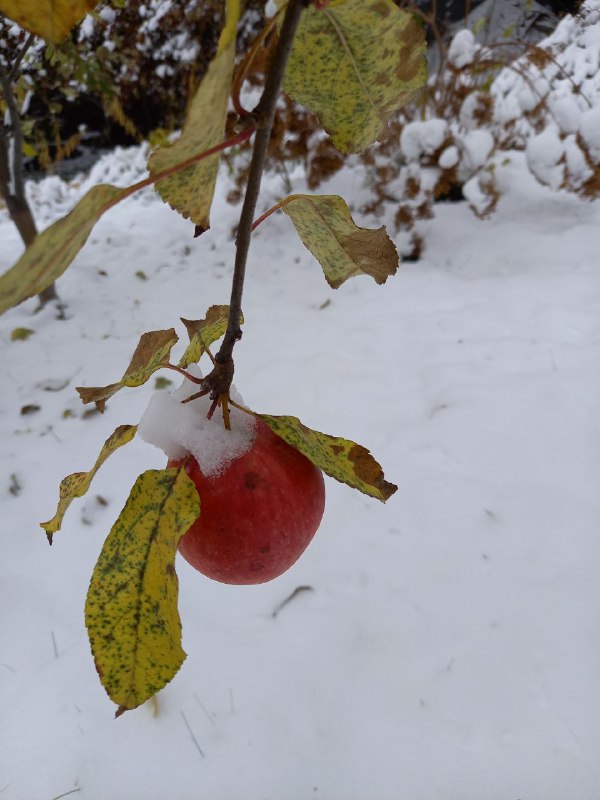 Сидродельня Трубачеевка 🍏🍎