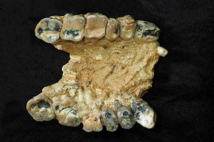 Fossils in Greece Suggest Human Ancestors …