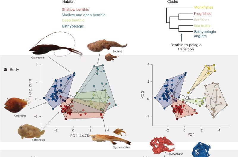 Deep-sea marvels: How anglerfish defy evolutionary …