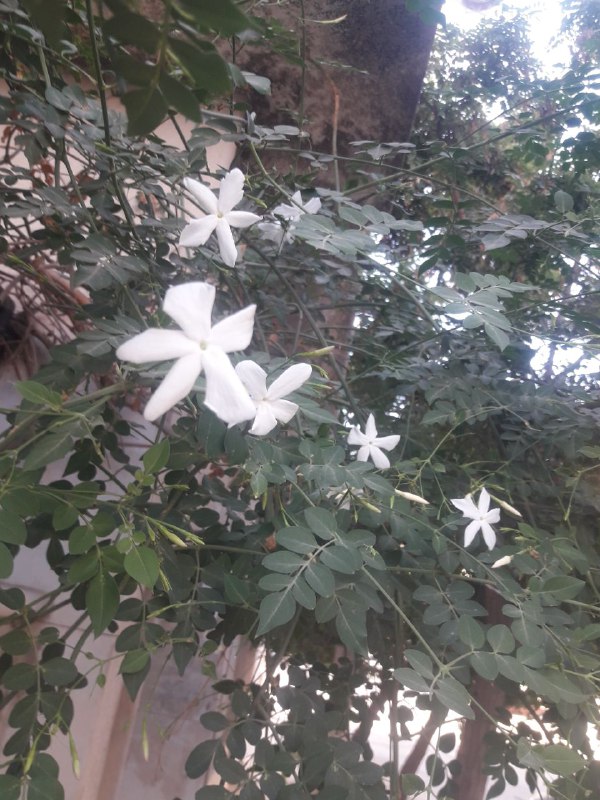 حامل المسك