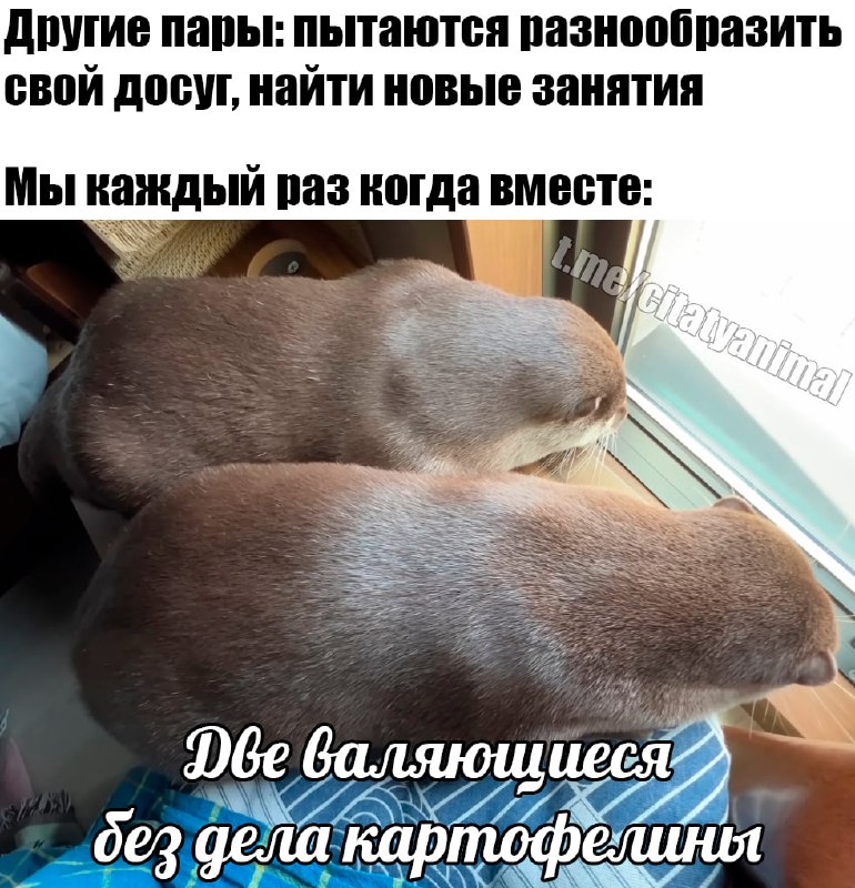 Картощька картощька давай поваляемся немношька ***🥔***