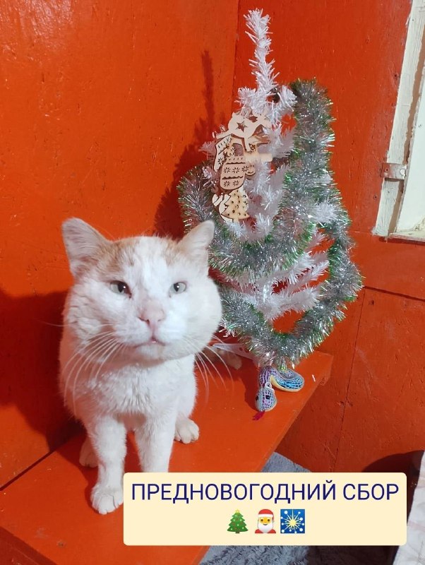 ***🎄******😻***ПРЕДНОВОГОДНИЙ СБОР***😻******🎄***