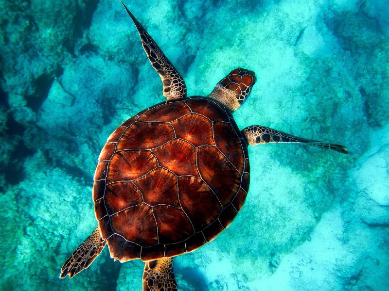 Rising ocean temperatures are transforming marine …
