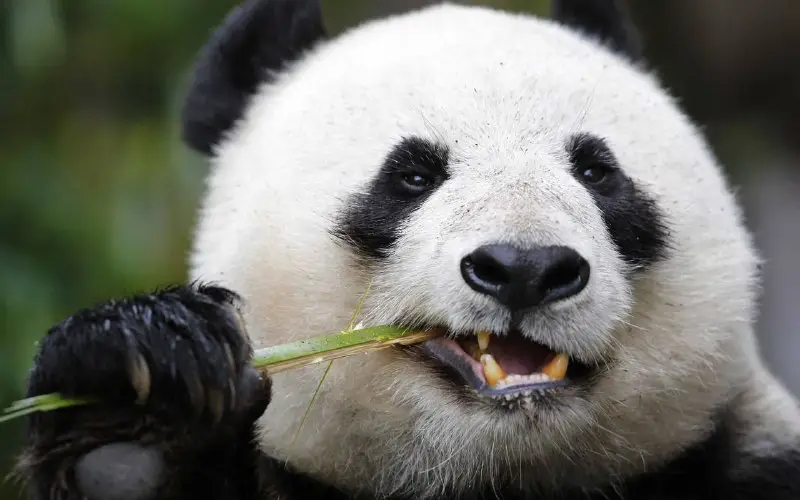 Pandalara bambuk lazımdır, onsuz ölə bilərlər.