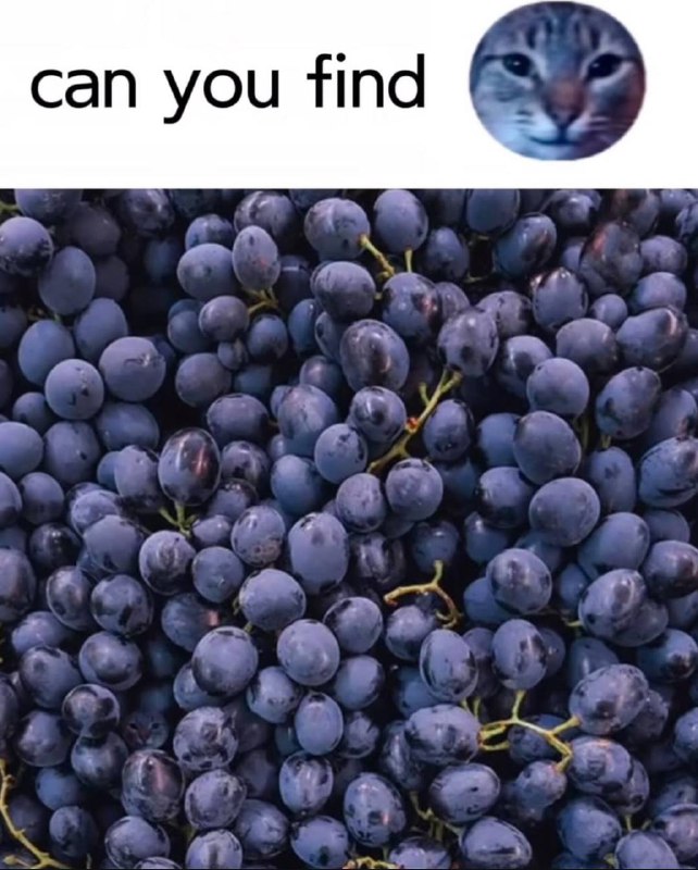 benjamingotbenz