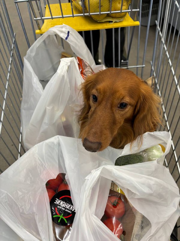 Съездил за покупочками ***🛒***