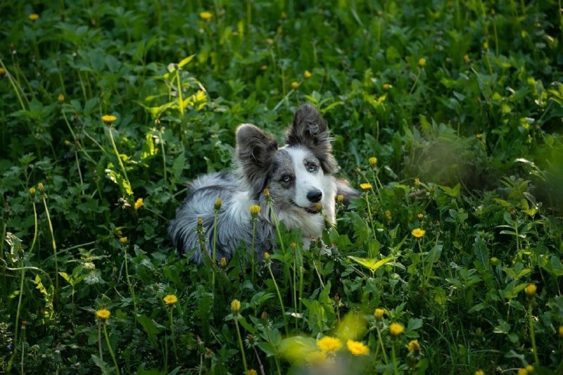 Corgi team