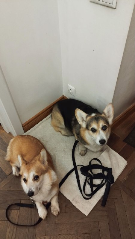 Corgi team