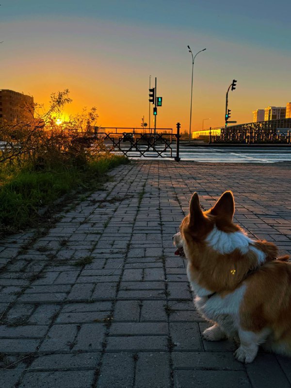 коржик Ваня 🐾