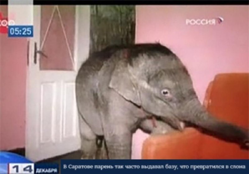 Гнилой помидорчик