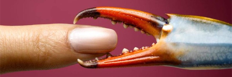 Crab 🦀 Posting