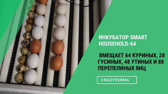 ***🥚******🐣*** Выведение птенцов – дело тонкое. …