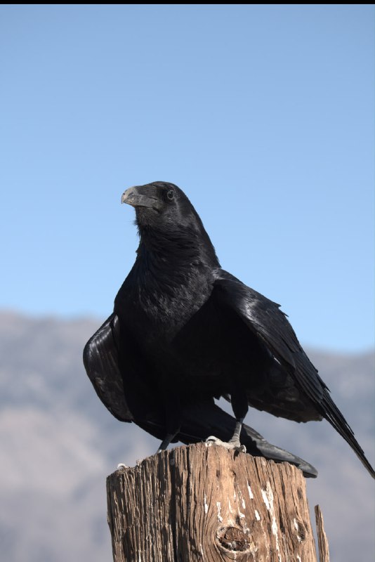 Crowposting