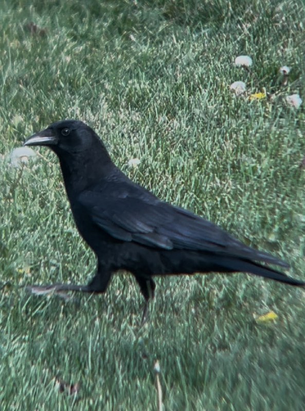 Crowposting