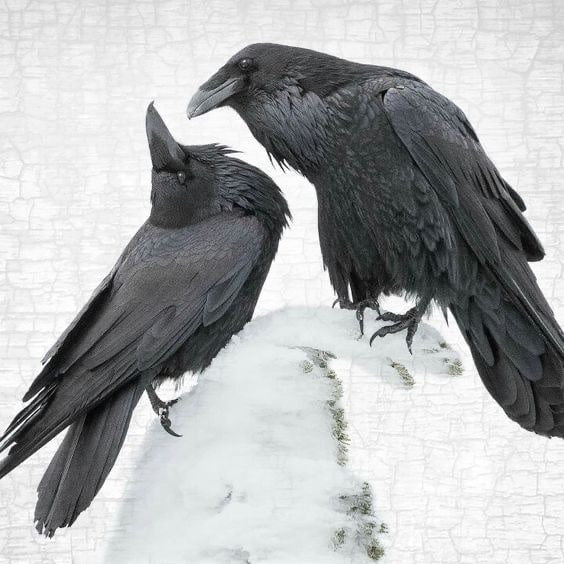 Crowposting