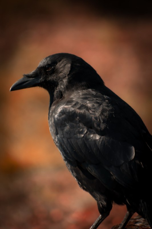 Crowposting