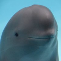 Miharu - Smiling Dolphin ETH