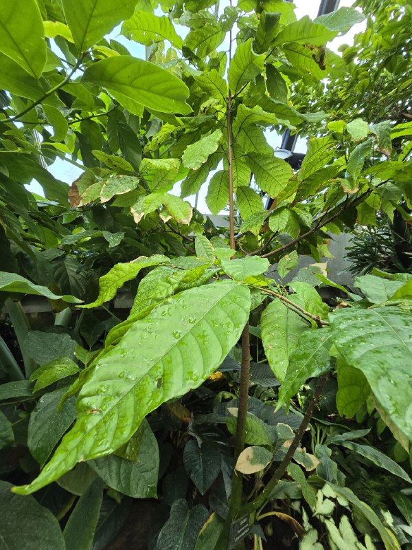 Cacao Tree!