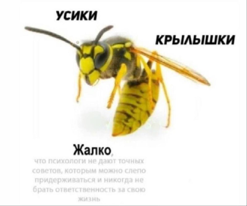 Контрол Леди