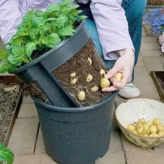 CULTIVANDO EN MI JARDIN