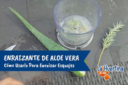 El enraizante de aloe vera es …