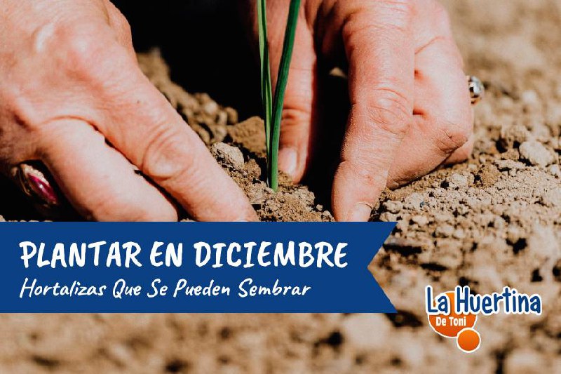 Qué plantar en diciembre. Hortalizas que …