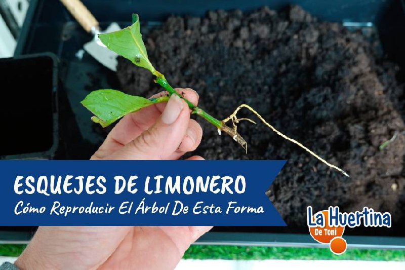 Hacer esquejes de limonero es una …