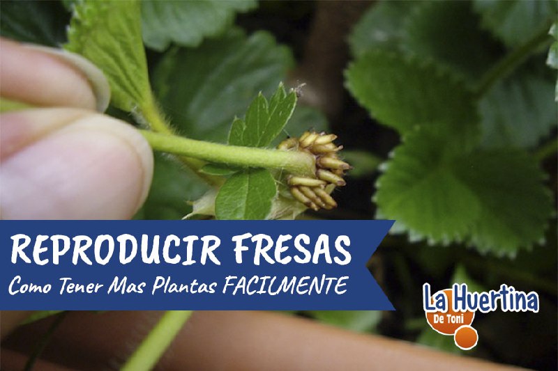 Como Reproducir Fresas Por Estolon o …