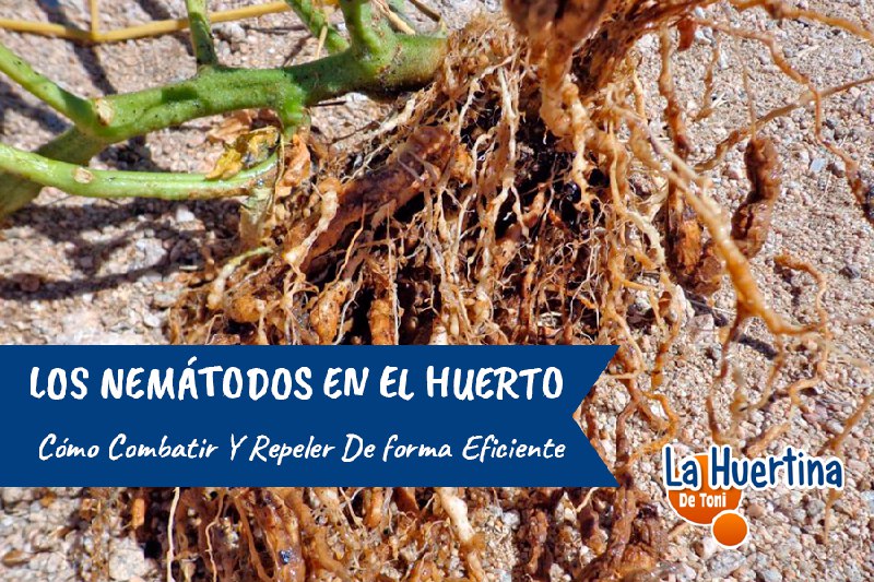 Cómo combatir nematodos en plantas. Podemos …