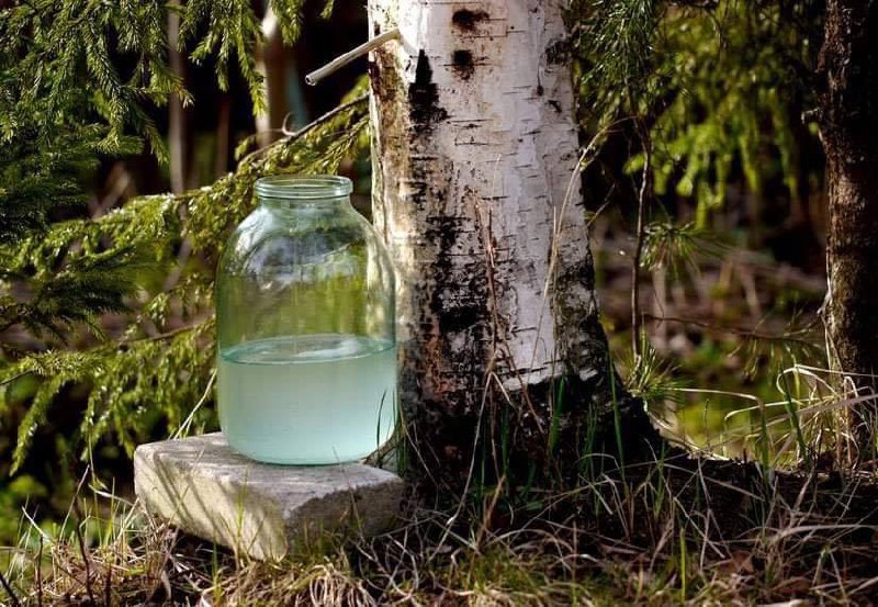 **Il succo di betulla, una tipicità …