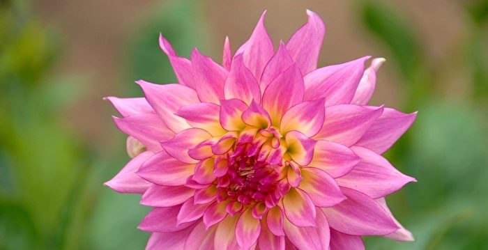 五律：咏大丽花歌神韵
