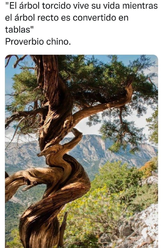 El árbol torcido vive su vida …