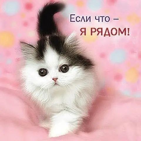 -ˋ ꒰ мягкий уголок | котики …