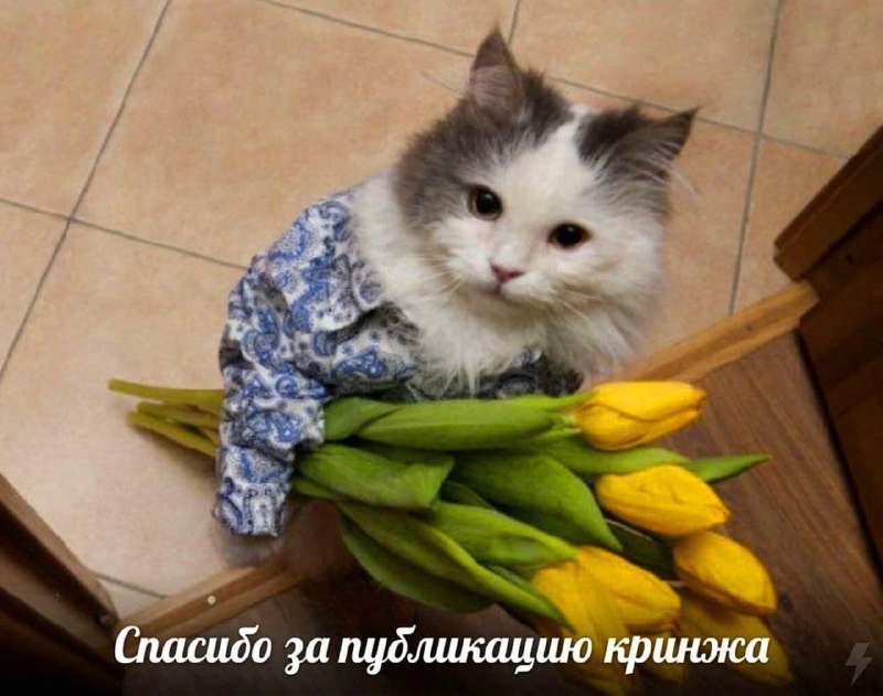 Котята, у нас для вас есть …