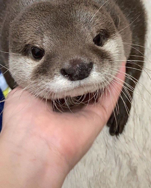 Non AI generated otters 🦦