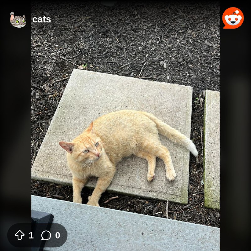 Had this cat show up on …