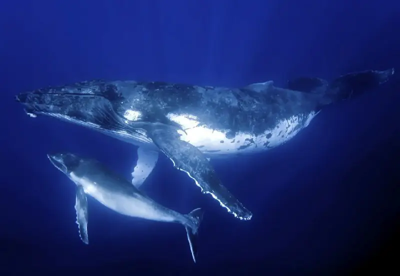 ကမ္ဘာပေါ်မှာအကြီးဆုံးသတ္တဝါဖြစ်တဲ့ဝေလငါးပြာတွေအကြောင်းလေ့လာကြည့်ကြရအောင်***😘***