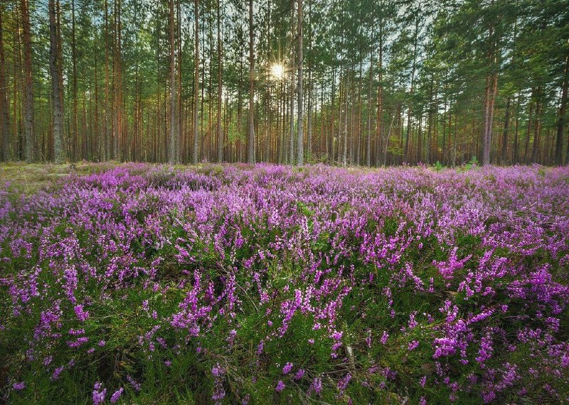 Цветоводство 🌸🦋