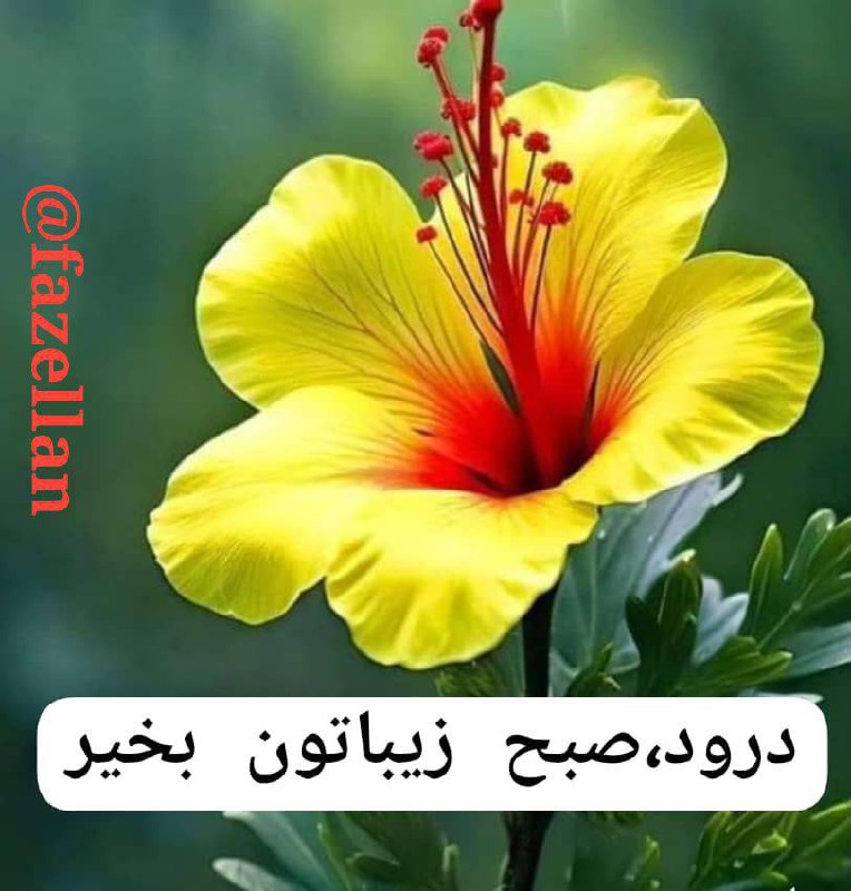 ***?******?***ما چشمه نوریم بتابیم و بخندیم