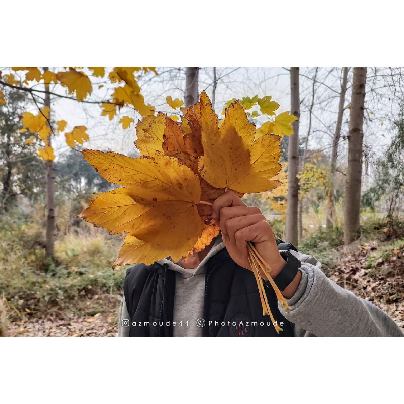 589. **آخرین برگ‌های پاییز** ***?******?***