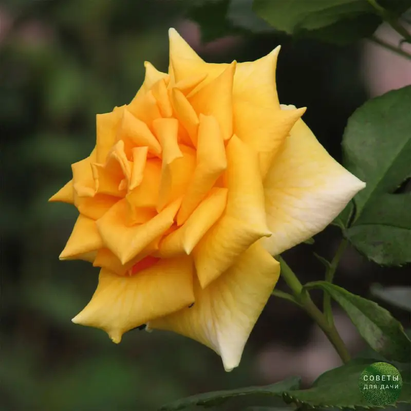 **Чайно-гибридная роза Голден Моника - необычайно …