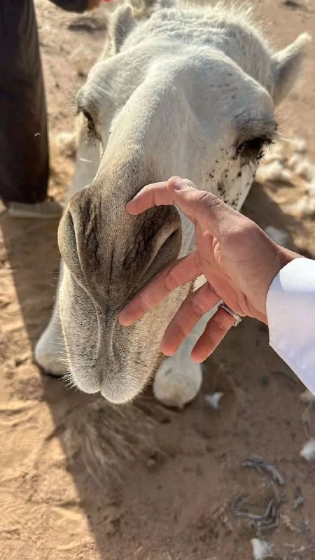 فــبـرايـر 𝒇 ¹⁵ 🐆