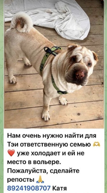 🐱Дай Лапу Мне🐶 Sakh